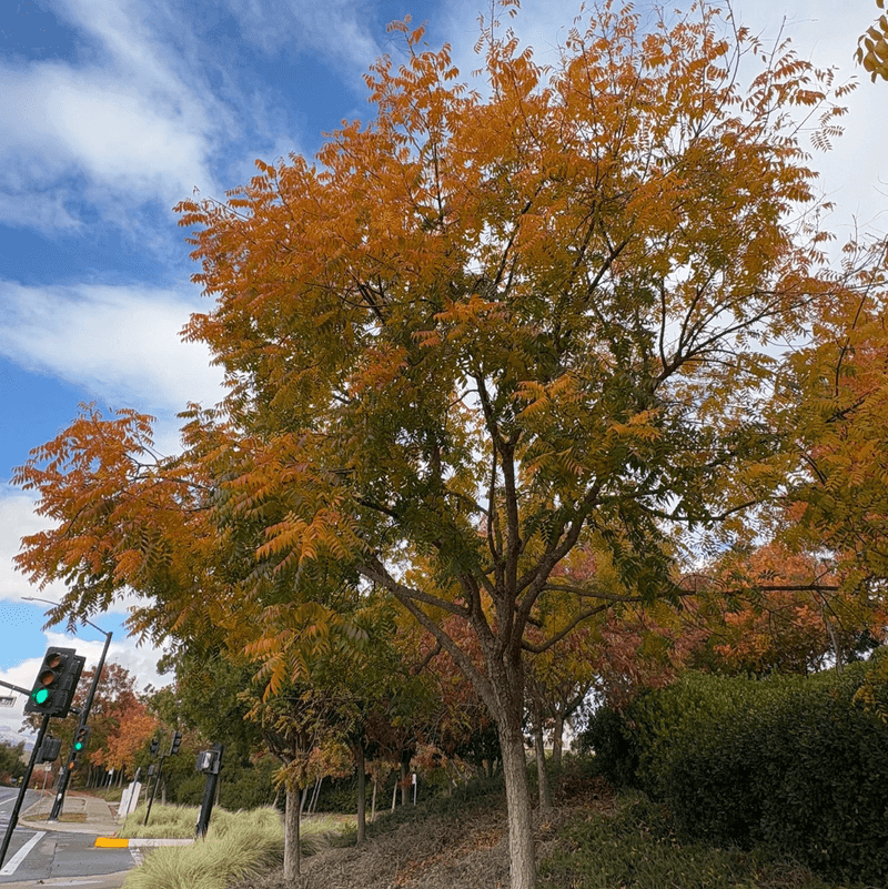 Male Cultivars Can Skip The Messy Fruit