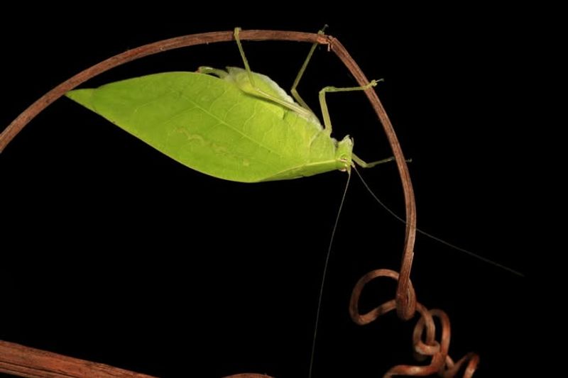 Male Katydids Lead The Nightly Serenade