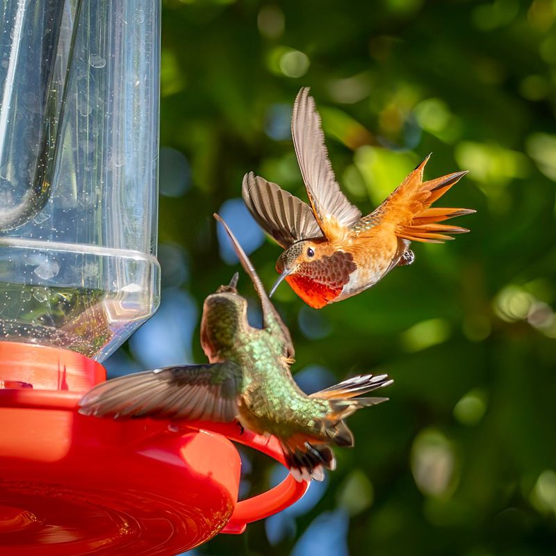 Males Can Be Especially Territorial Around Feeders