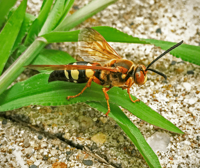 Males Defend Territory Without A Stinger