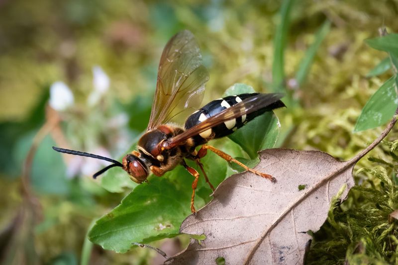 Males Hover Nearby But Cannot Sting