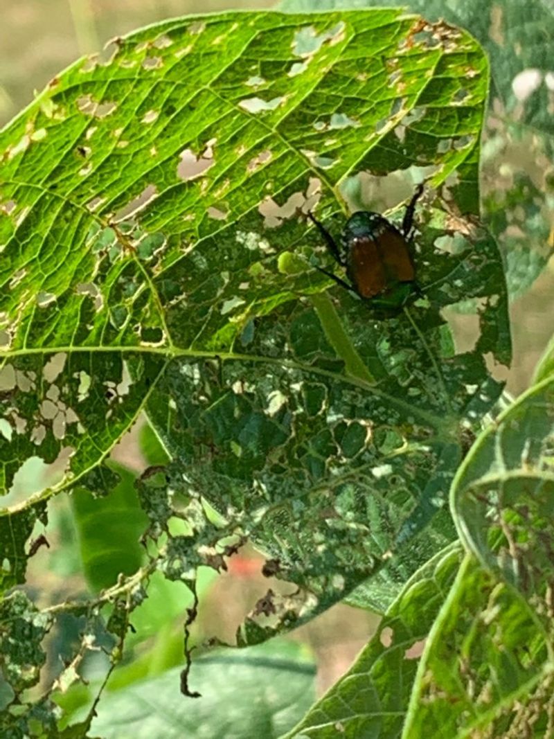 Manage Plant Damage, Not The Mantis Count Manage Plant Damage, Not The Mantis Count