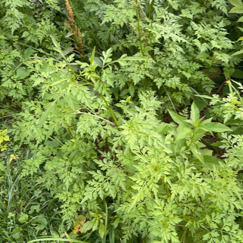 Managing Ragweed In Home Landscapes