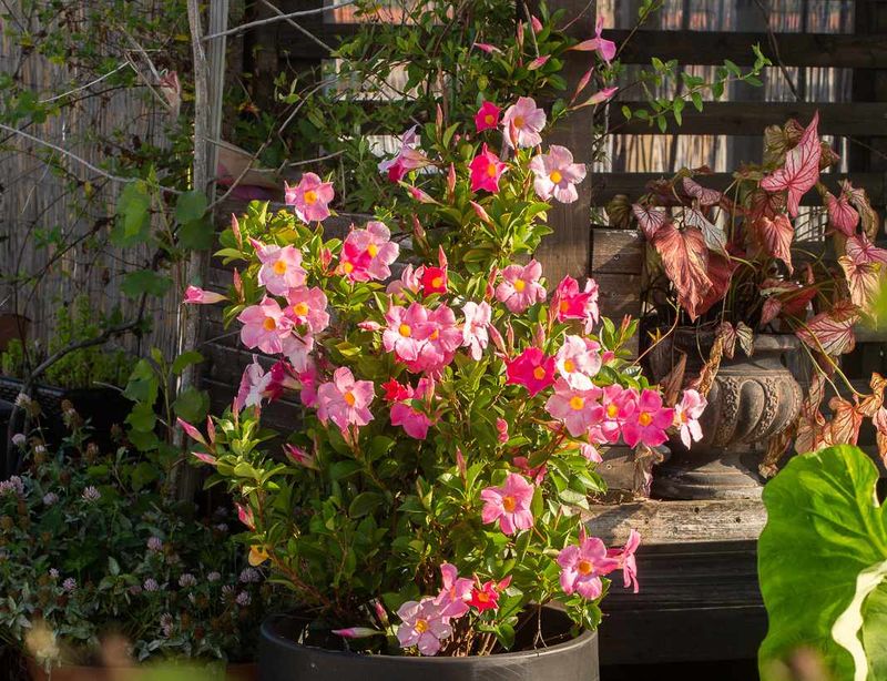 Mandevilla Is A Strong Candidate For Indoor Shelter