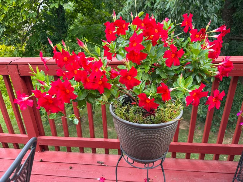 Mandevilla