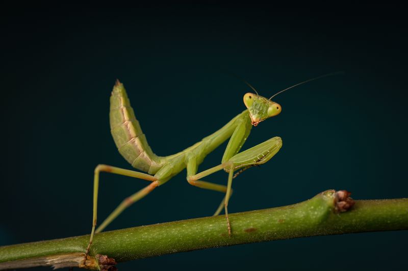 Mantids Have Clear Limits As Grasshopper Control