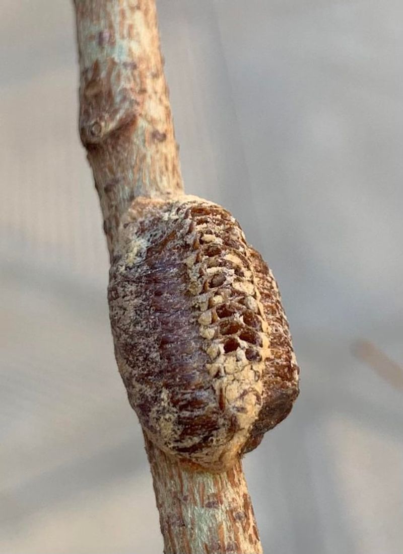 Mantis Egg Cases Often Overwinter Near Tomato Beds Mantis Egg Cases Often Overwinter Near Tomato Beds