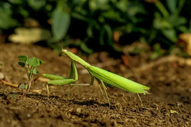 Mantises Hunt What Comes Within Reach Mantises Hunt What Comes Within Reach