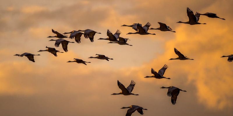 Many Are Heading South For The Winter