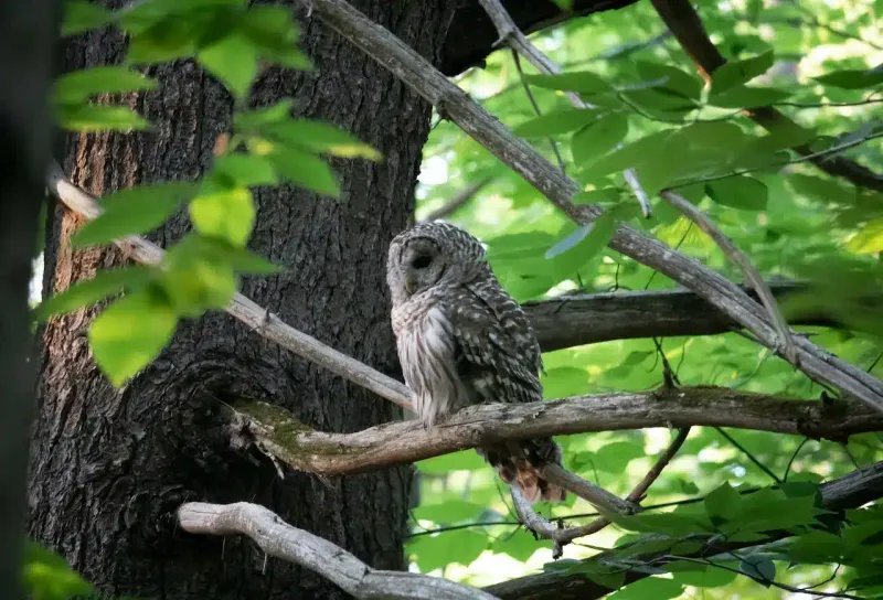 Many Barred Owls Stay Near The Same Territory All Year Many Barred Owls Stay Near The Same Territory All Year