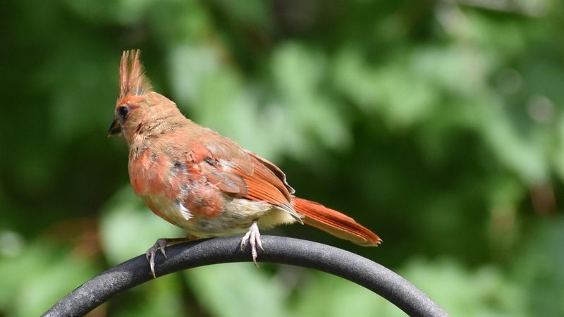 Many Birds Are Molting