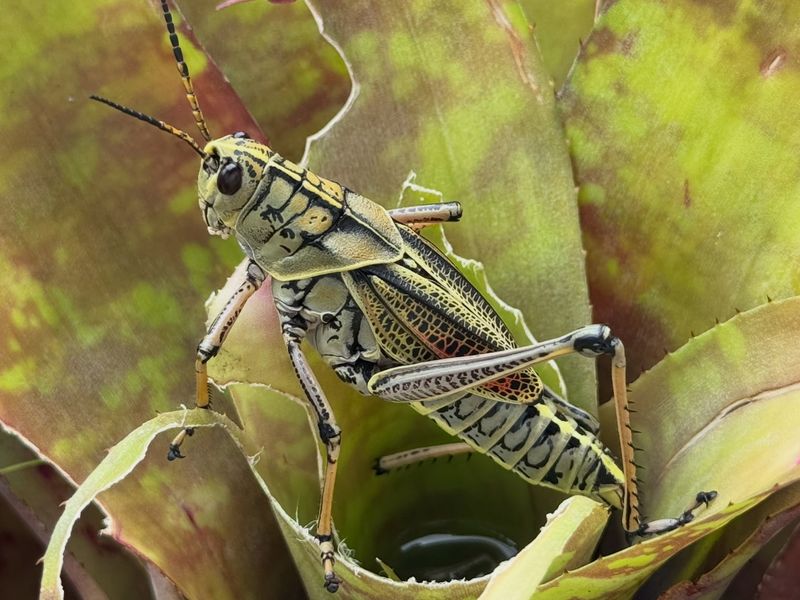 Many Grasshoppers Are Adults By Late Summer Many Grasshoppers Are Adults By Late Summer