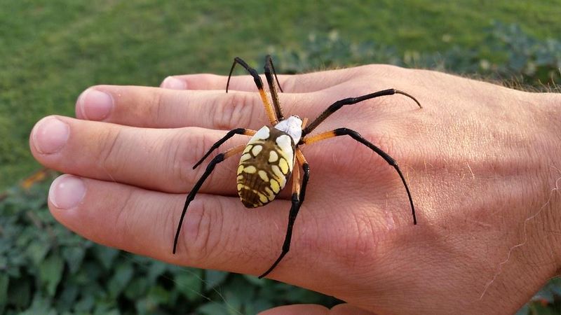 Many Orb Weavers Become Adults By Late Summer And Fall