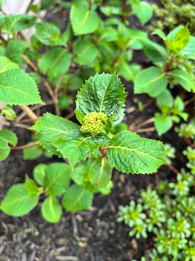 Many Varieties Are Already Forming Their Future Buds