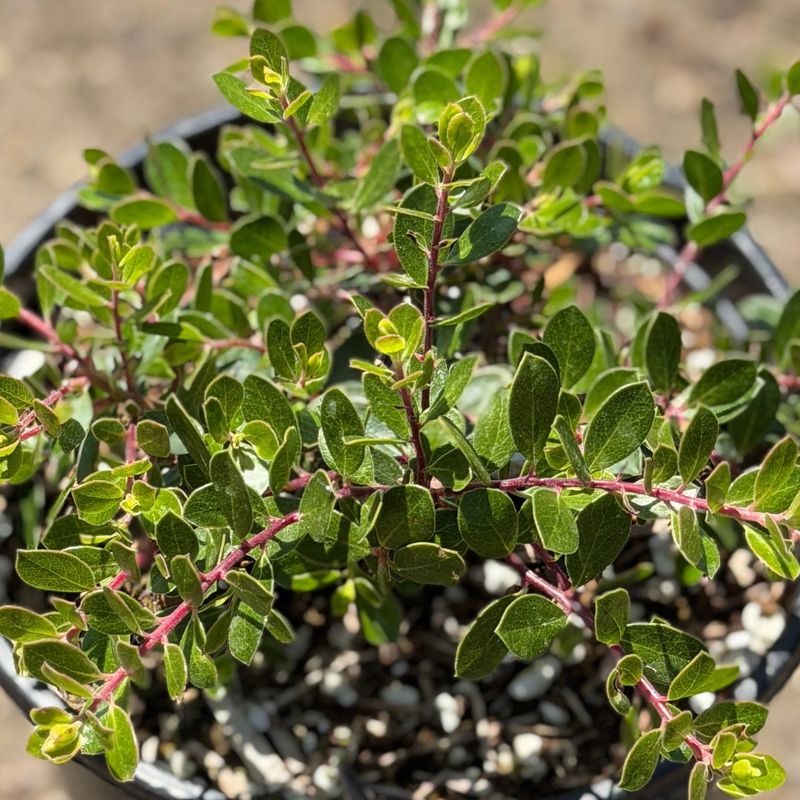 Manzanita Adds Evergreen Shape To The New Landscape