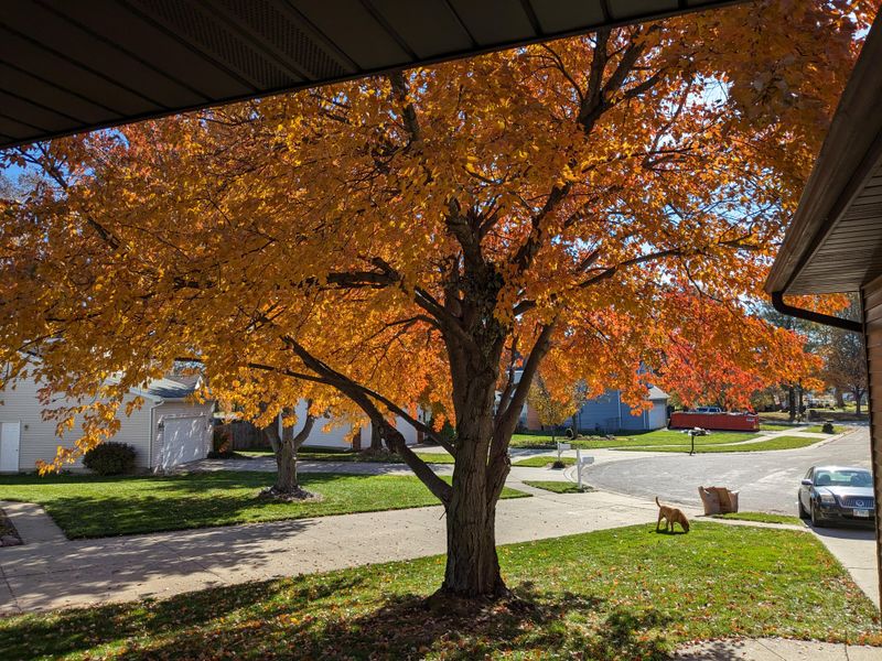 Maple Trees Should Not Receive Extra Fertilizer Without A Reason
