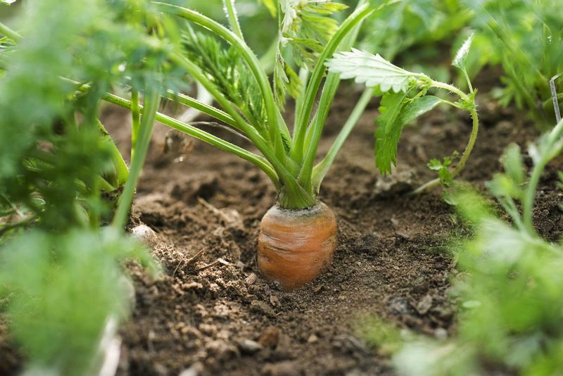March Extends Planting Into Cooler Texas Regions March Extends Planting Into Cooler Texas Regions