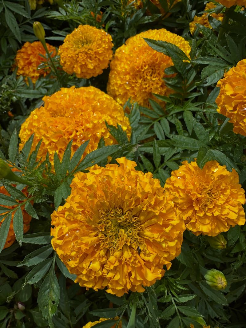 Mari-Mums (Marigolds)