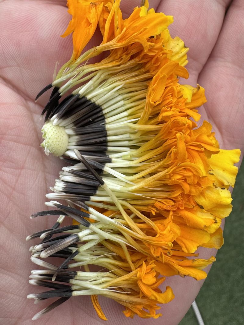 Marigold Marigold