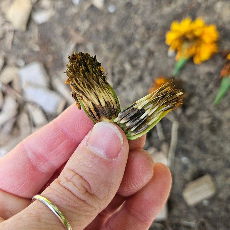Marigolds Marigolds