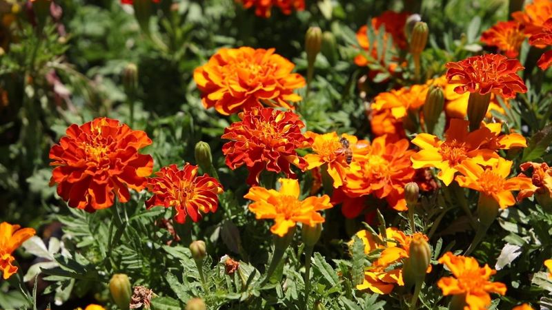 Marigolds Marigolds