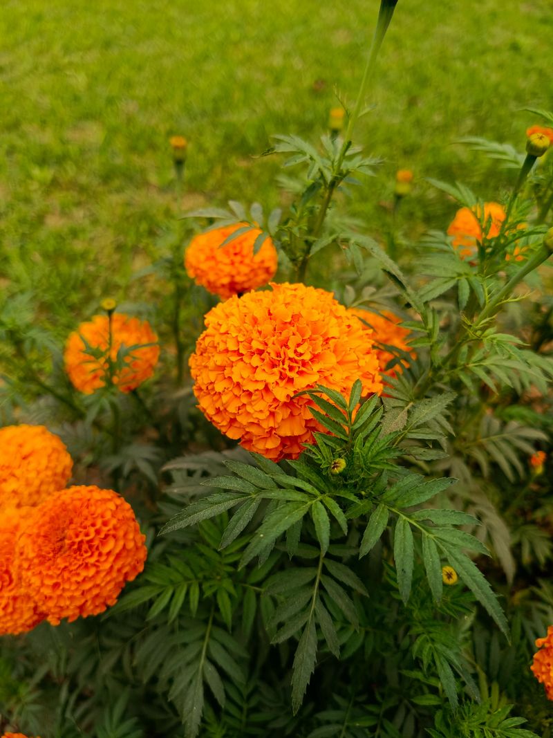 Marigolds Brighten Pest Prone Borders Marigolds Brighten Pest Prone Borders