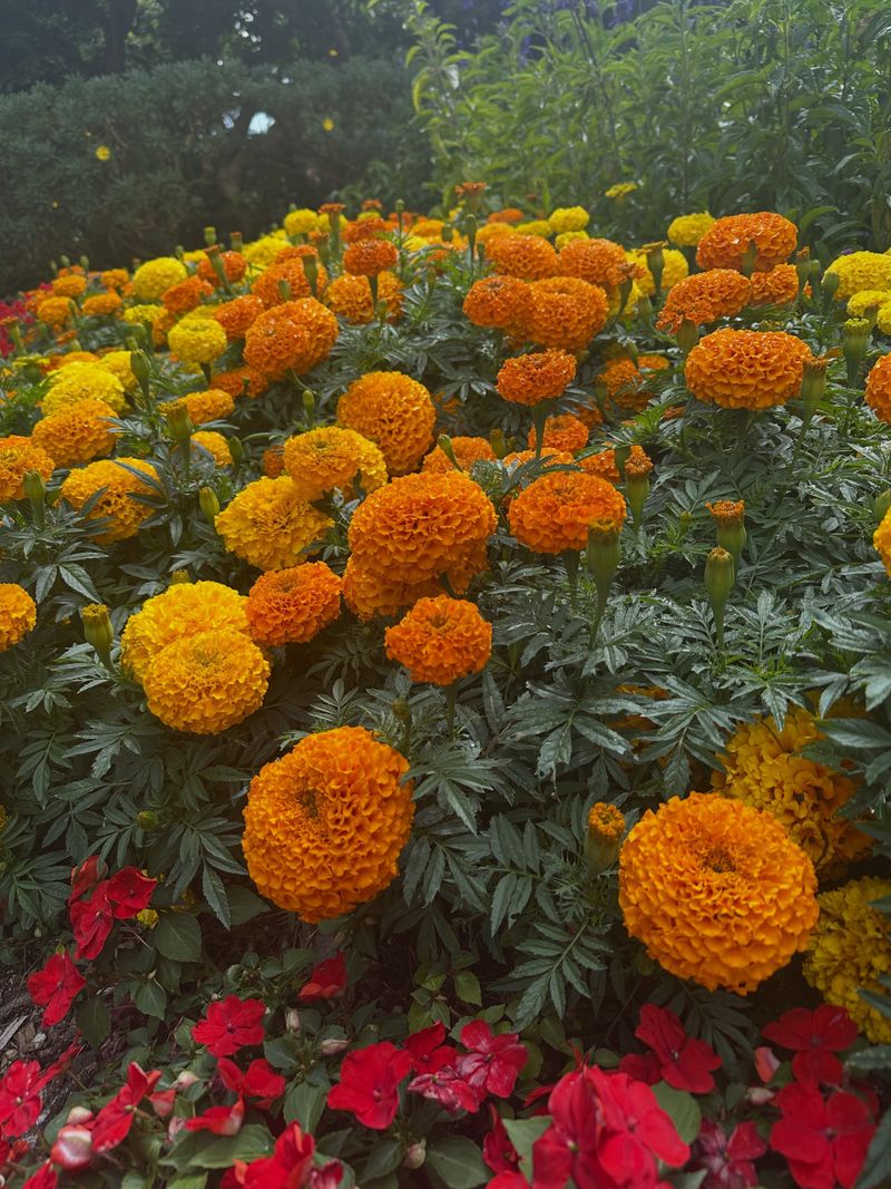 Marigolds Bring Back The Classic Summer Garden Marigolds Bring Back The Classic Summer Garden
