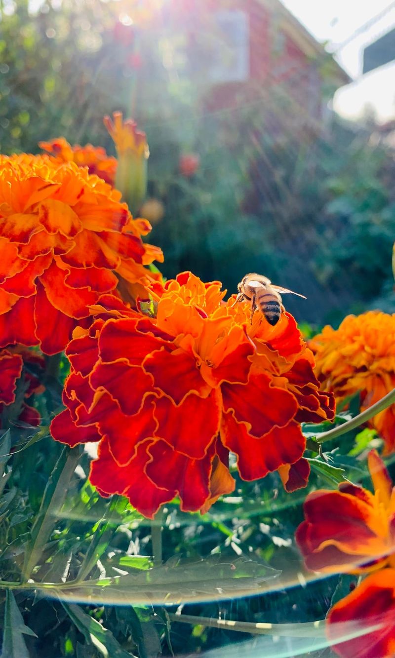 Marigolds Get Credit For A Myth They Cannot Prove Marigolds Get Credit For A Myth They Cannot Prove