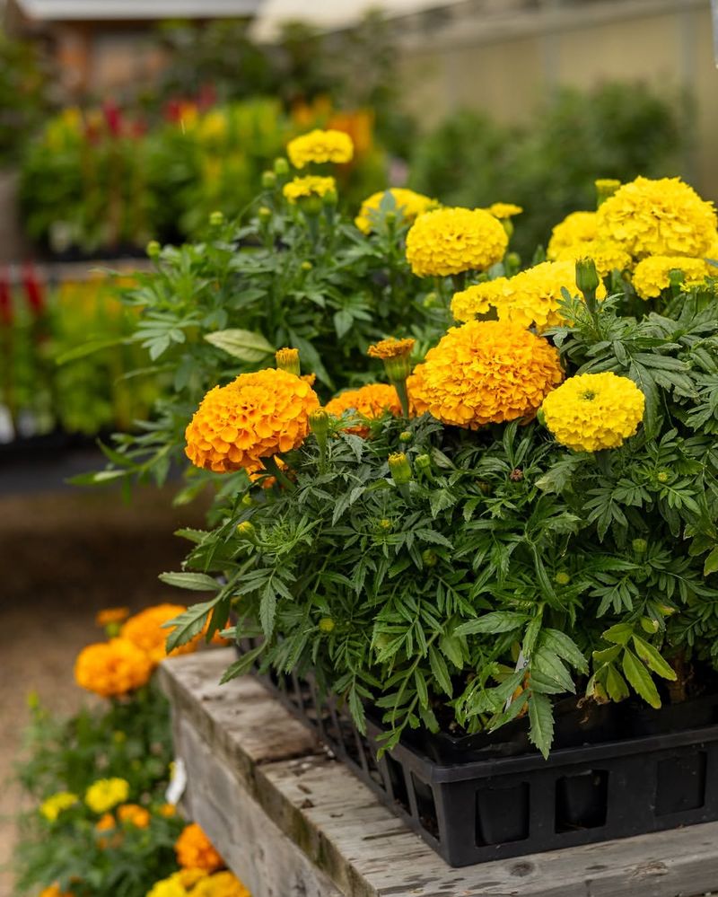 Marigolds Handling Hot Patios Without Much Fuss Marigolds Handling Hot Patios Without Much Fuss