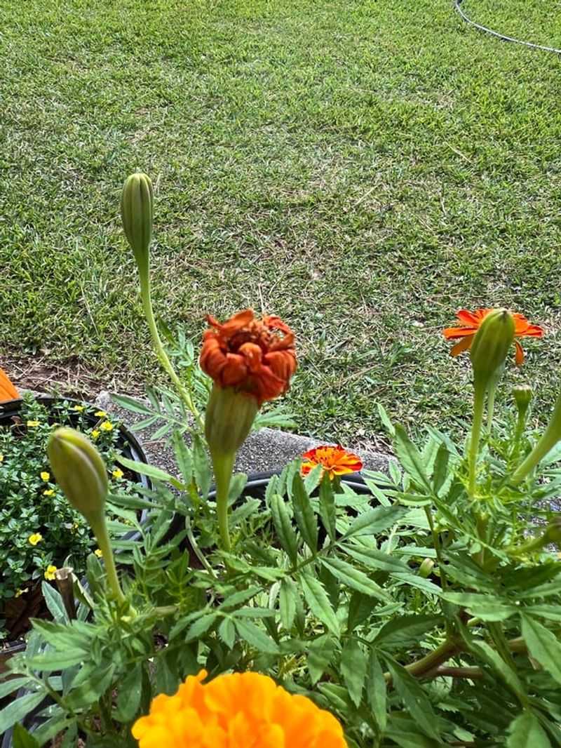Marigolds Packing Seeds Under Faded Blooms Marigolds Packing Seeds Under Faded Blooms