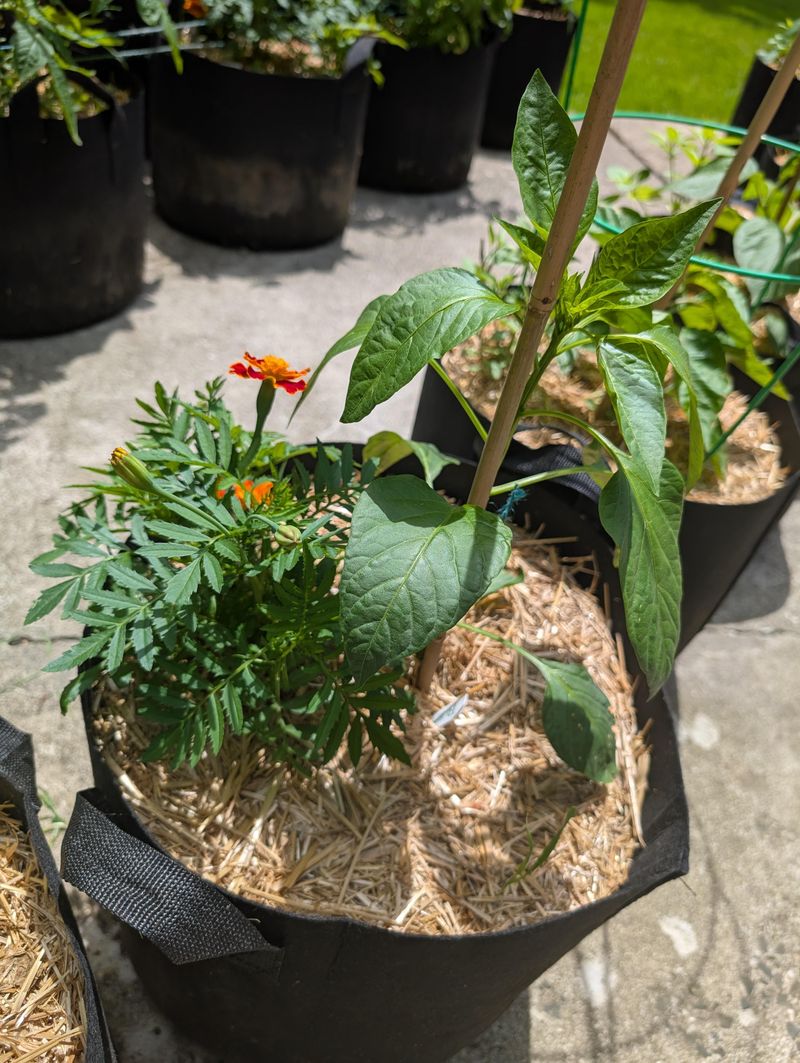 Marigolds Pair Well With Vegetable Beds Marigolds Pair Well With Vegetable Beds