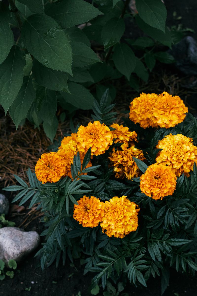 Marigolds Release An Odor Rabbits Actively Avoid Marigolds Release An Odor Rabbits Actively Avoid