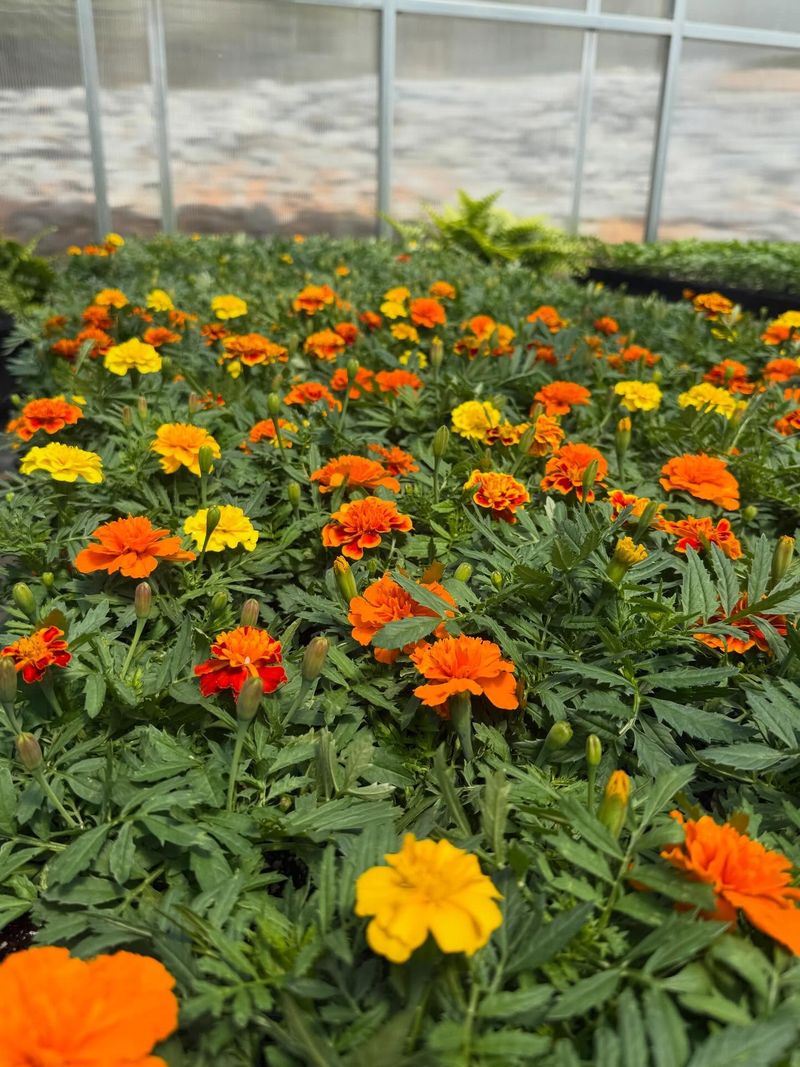 Marigolds Return To The Vegetable Patch Marigolds Return To The Vegetable Patch