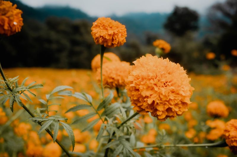 Marigolds