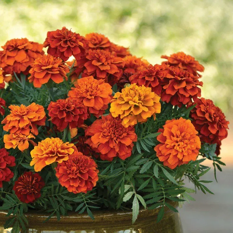 Marigolds