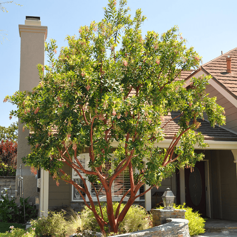 Marina Strawberry Tree Is A Better Fit Near Hardscape Marina Strawberry Tree Is A Better Fit Near Hardscape