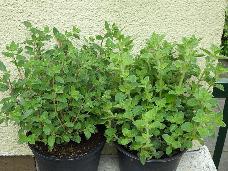 Marjoram Adds A Softer Herb With Mosquito-Repellent Oils Marjoram Adds A Softer Herb With Mosquito-Repellent Oils