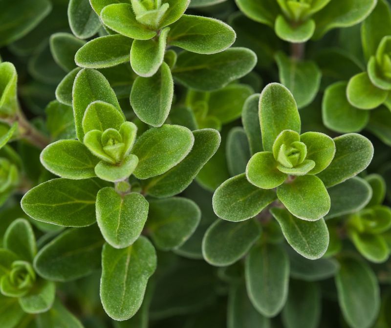 Marjoram Keeping Things Sweet And Seriously Scented
