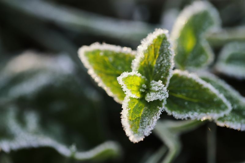 Mark First Frost Date For Planning