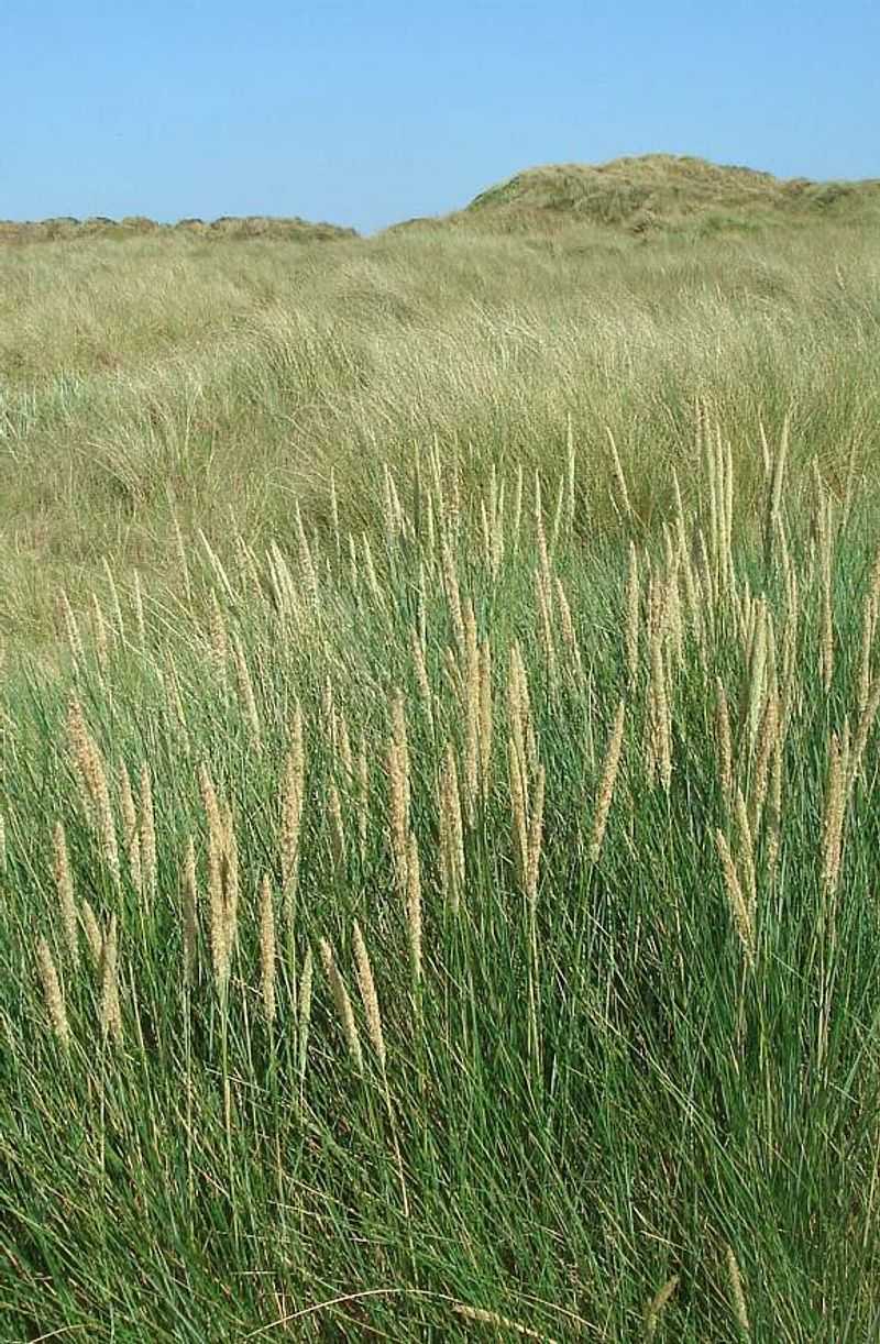 Marram Grass