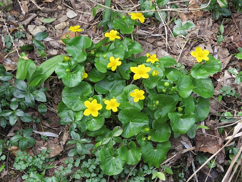 Marsh Marigold Delivers A Better Native Look Marsh Marigold Delivers A Better Native Look