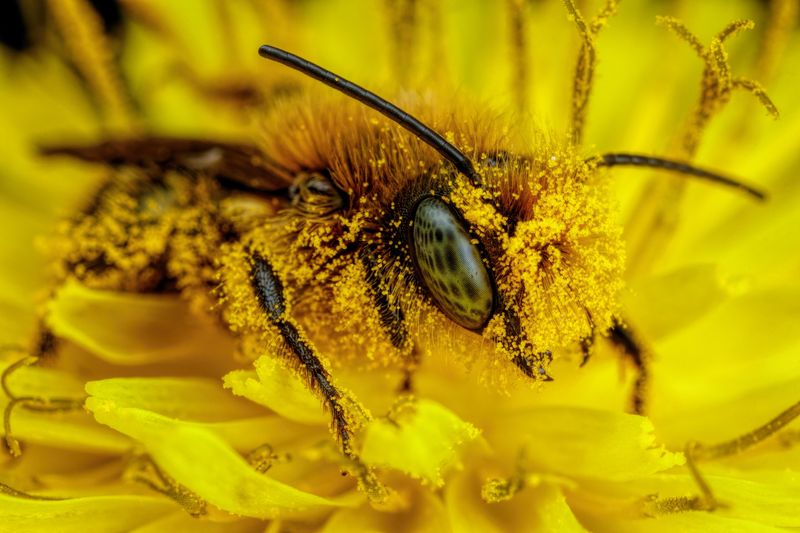 Mason Bees