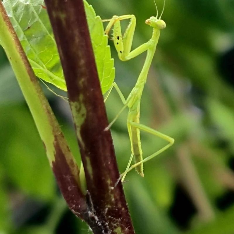 Massachusetts Gardens Provide Ideal Mantis Habitat Massachusetts Gardens Provide Ideal Mantis Habitat