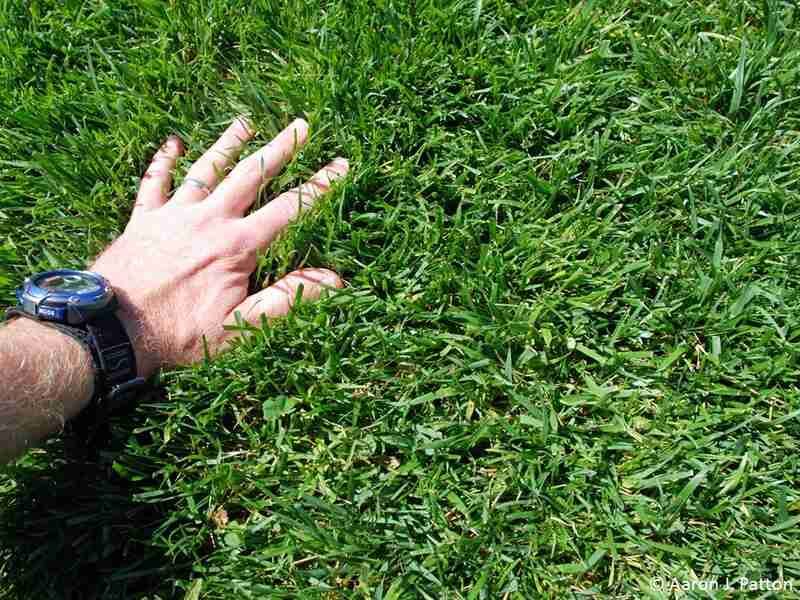 Match Grass Seed To Your Oregon Region Match Grass Seed To Your Oregon Region