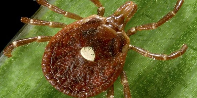 Match North Carolina Precautions To The Tick You Find