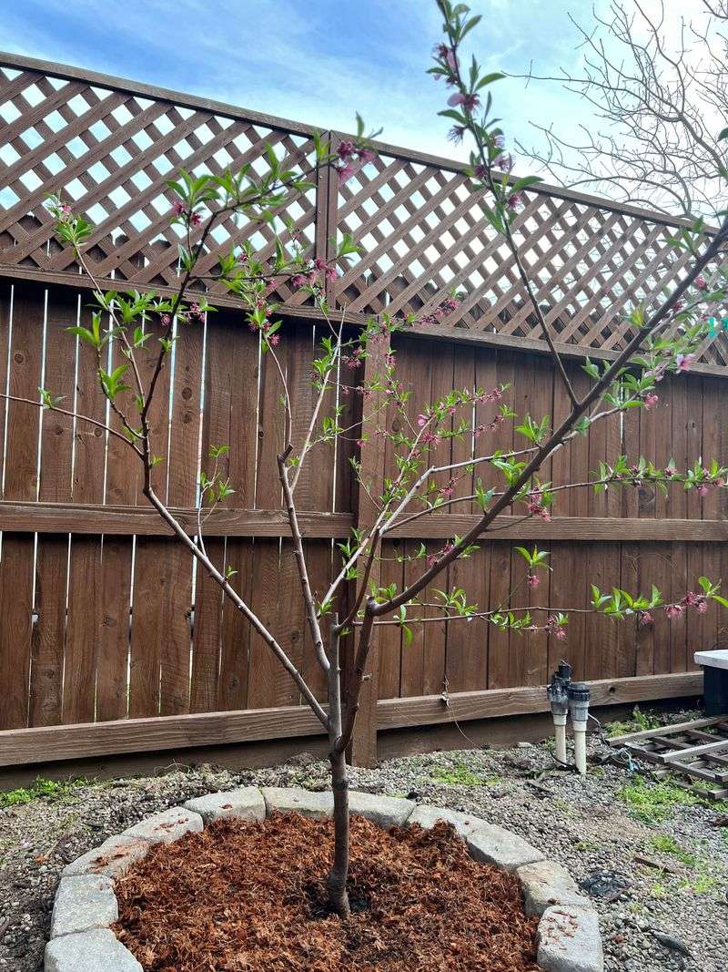 Match Pruning Time To The Stone Fruit Match Pruning Time To The Stone Fruit
