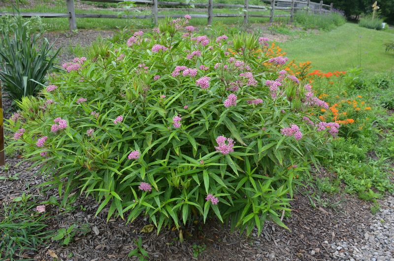 Match The Plant To Moisture, Sun, And Space Match The Plant To Moisture, Sun, And Space