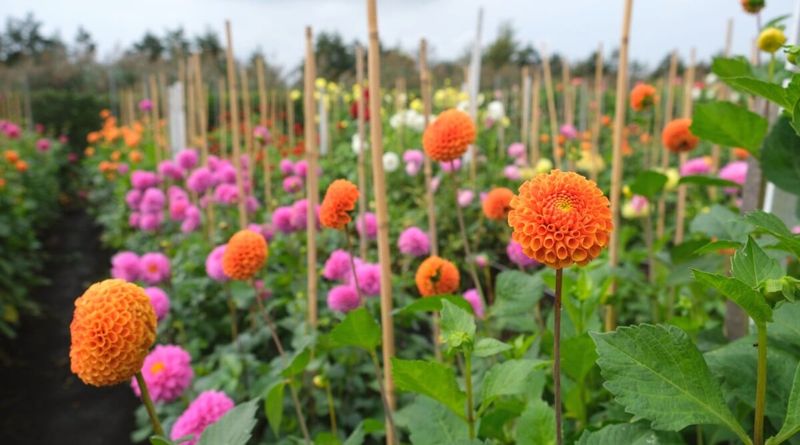 Match The Support To The Shape Of The Plant Match The Support To The Shape Of The Plant