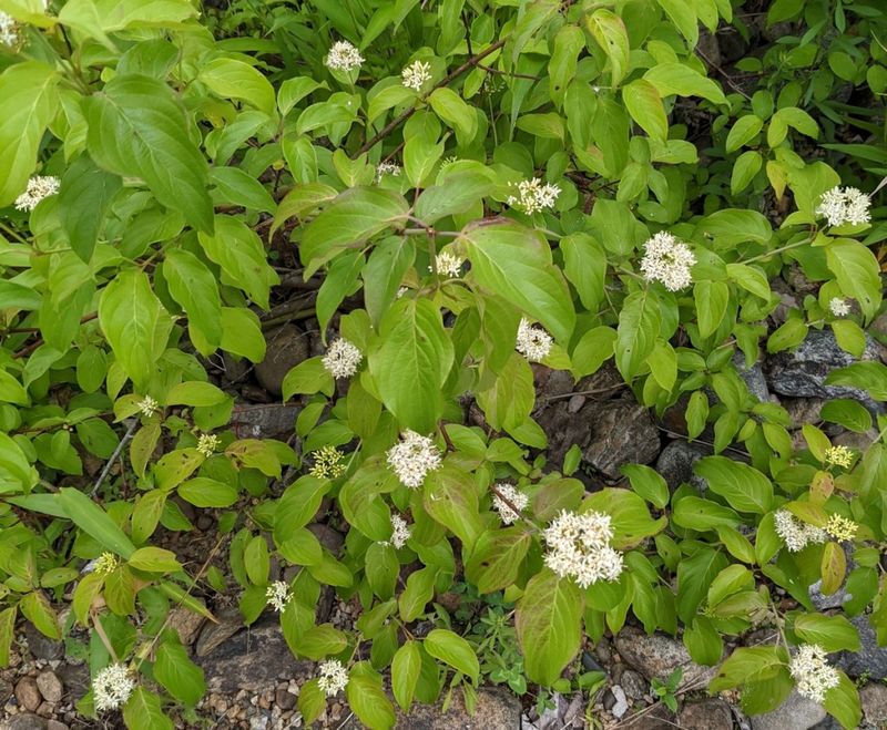 Match the Shrub to the Water and Soil Match the Shrub to the Water and Soil