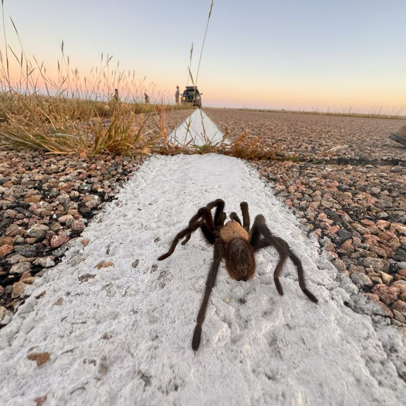 Mating Instinct Pushes Males Above Ground Every Autumn